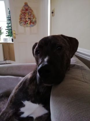 Picture of belinda revisited