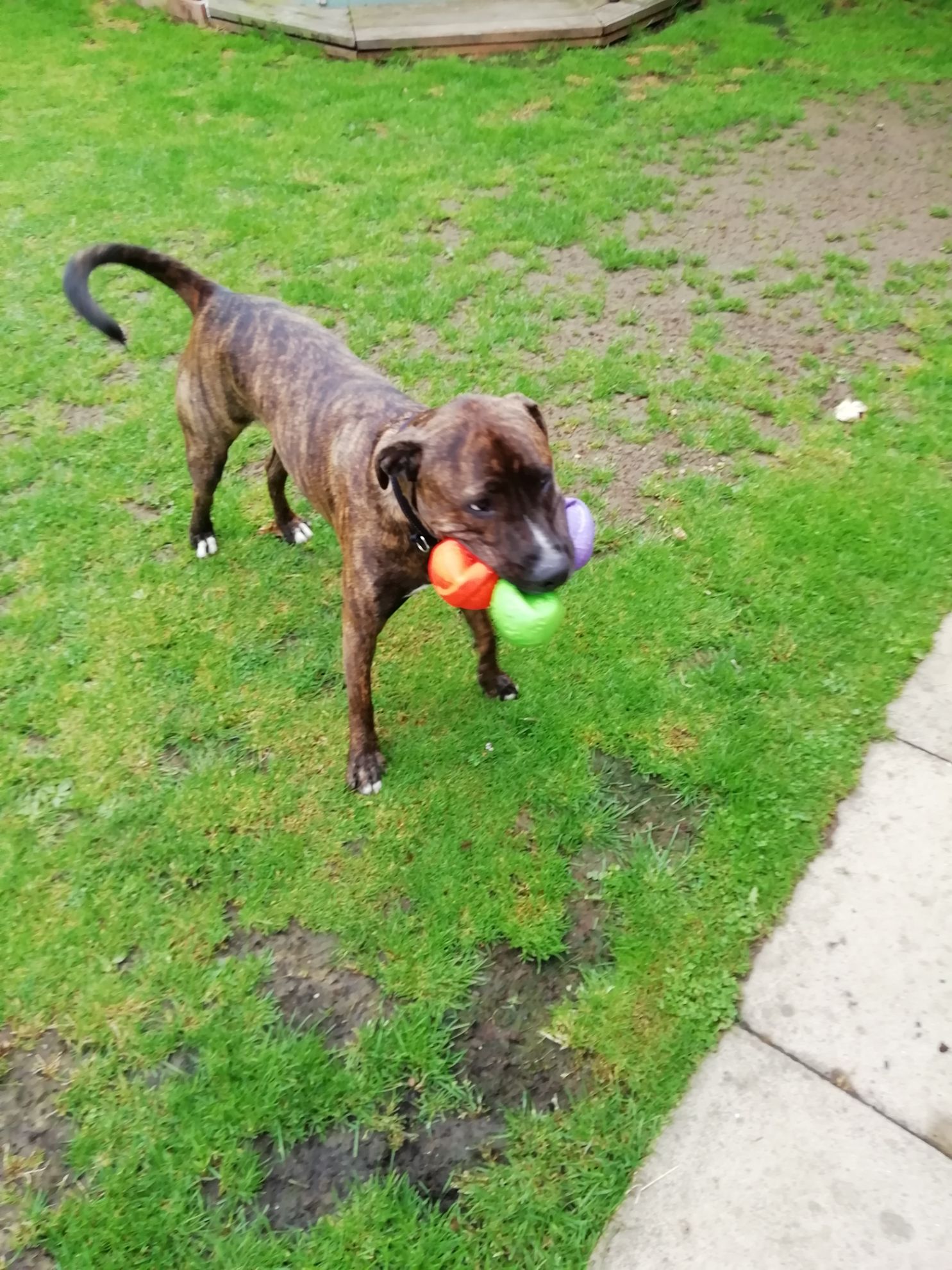 Picture of robs belinda test